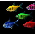 Тернеция карамелька GloFish с полосками ассорти